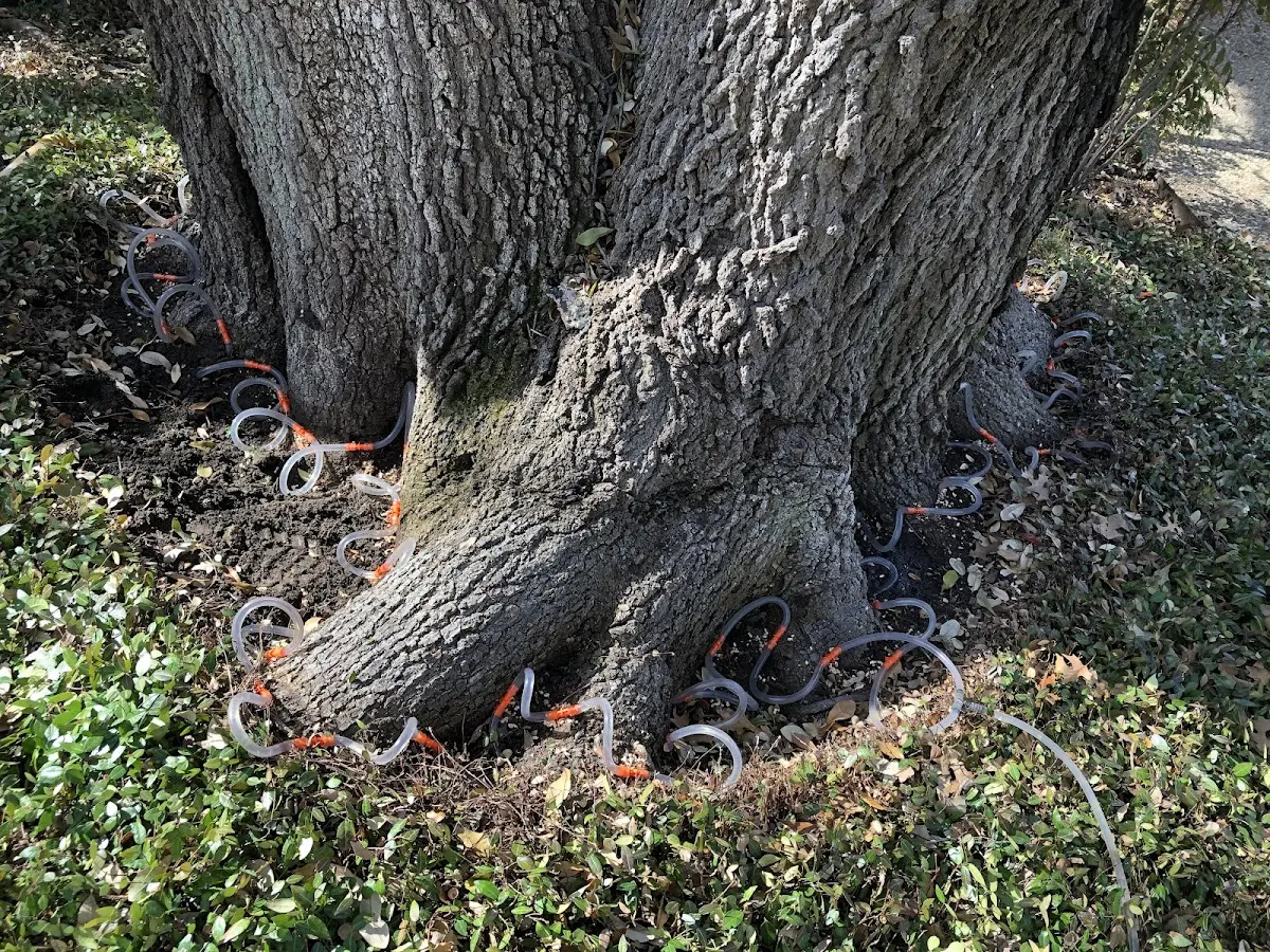Detailed Tree Cabling and Bracing job site in Trafalgar