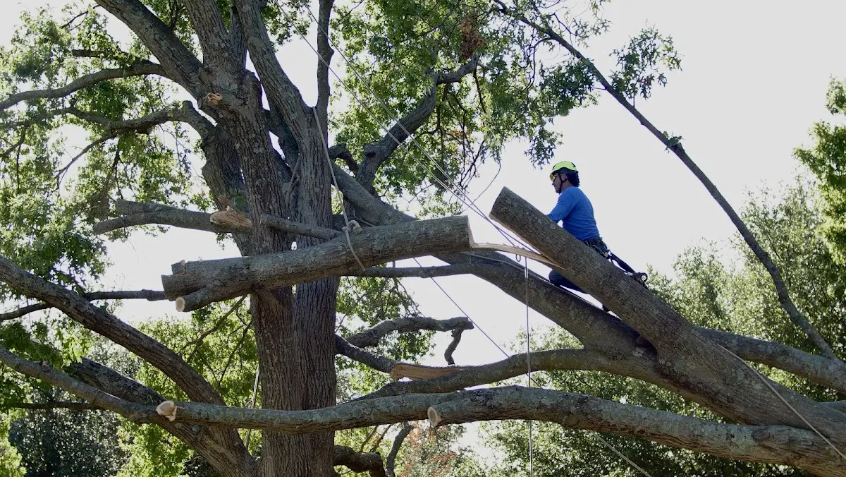 Professional Hazardous Tree Removal performed by certified arborists in Trafalgar