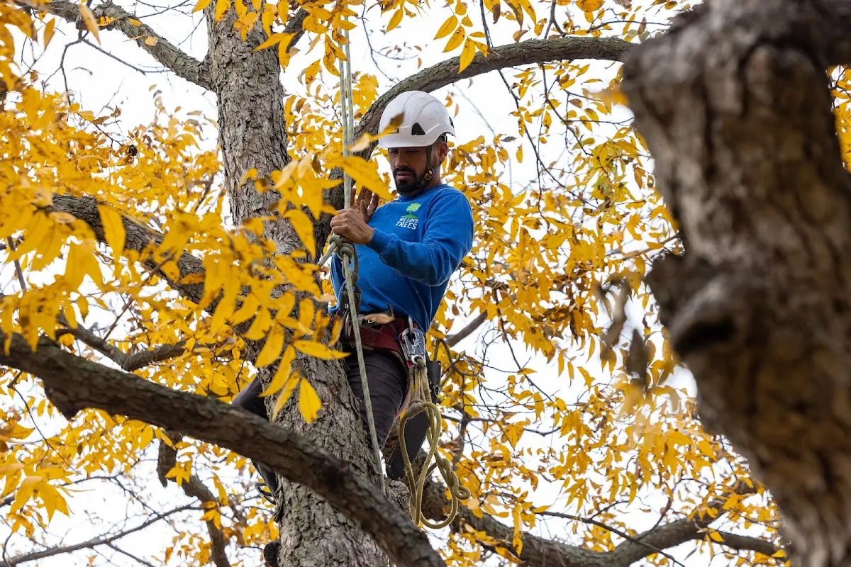 Skilled Tree Transplanting crew working in Trafalgar
